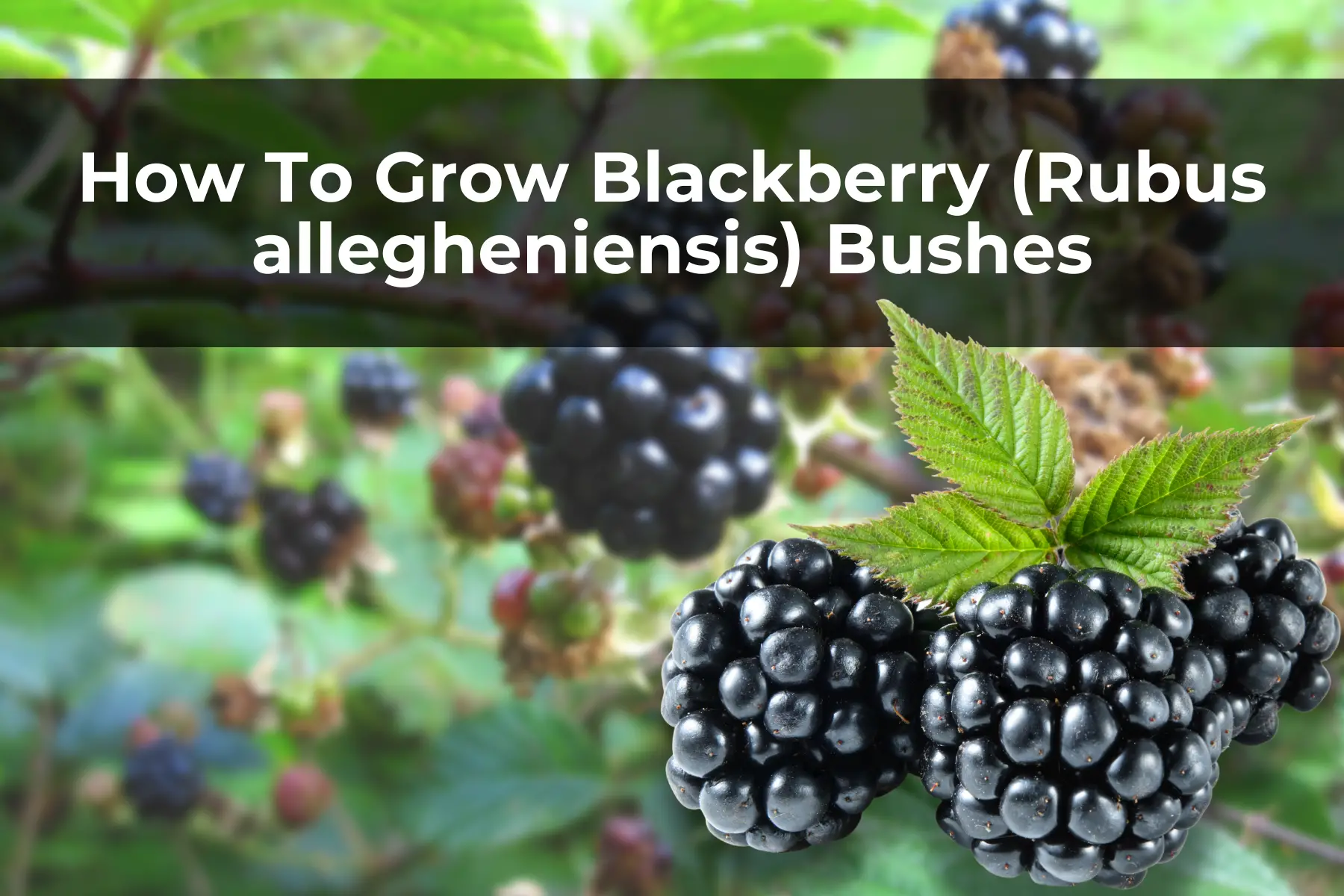 How To Grow Blackberry (Rubus allegheniensis) Bushes