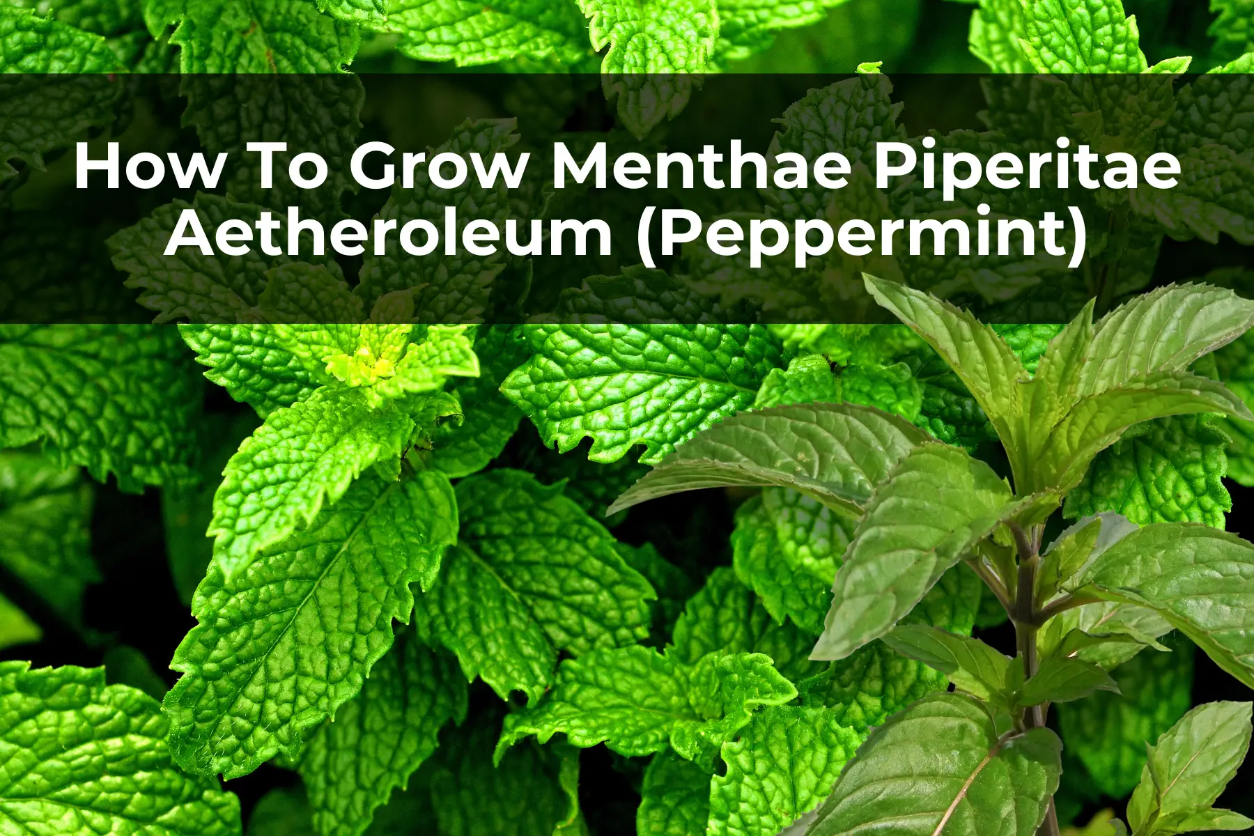 How To Grow Menthae Piperitae Aetheroleum (Peppermint)