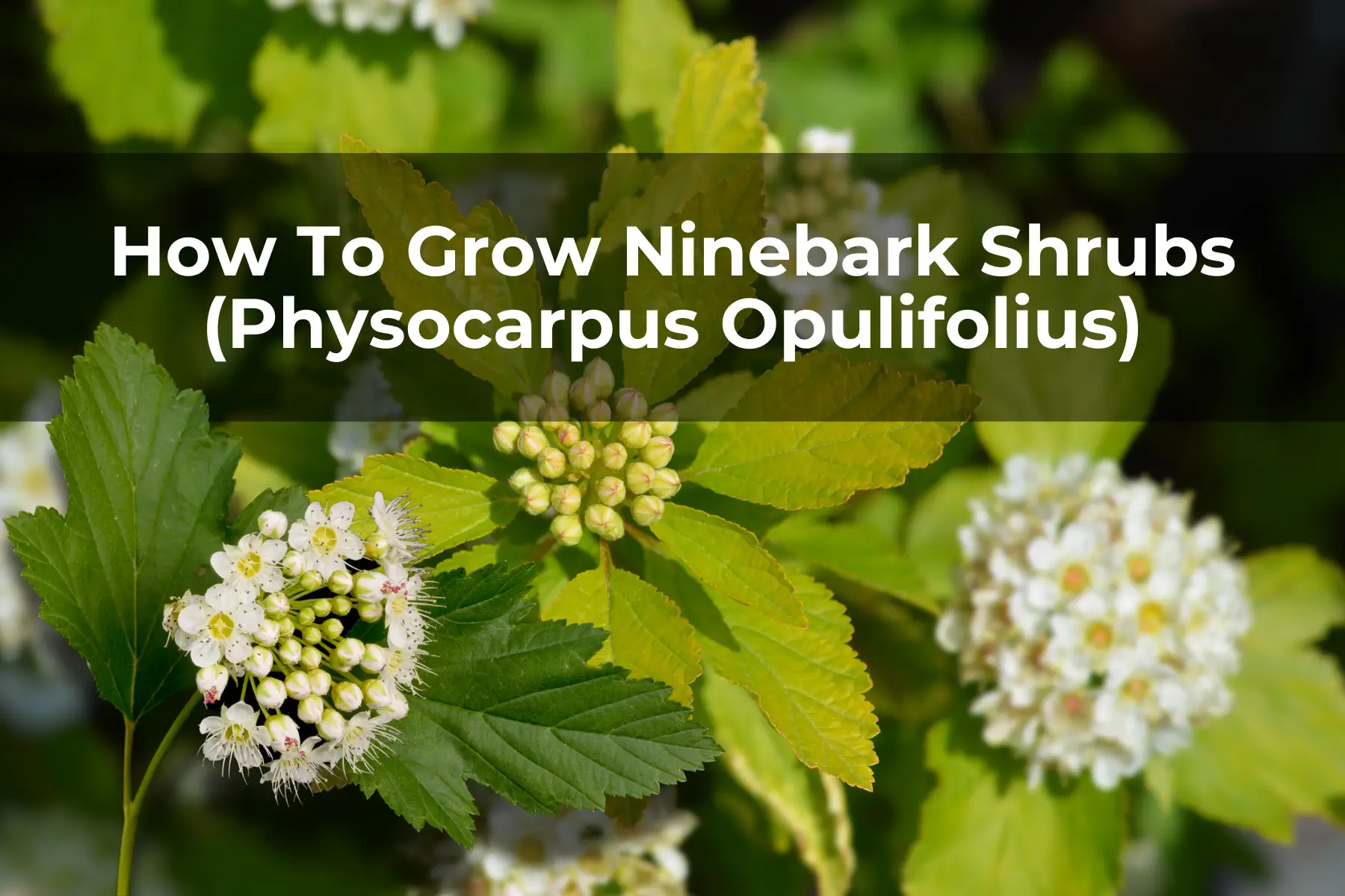 How To Grow Ninebark Shrubs (Physocarpus Opulifolius)