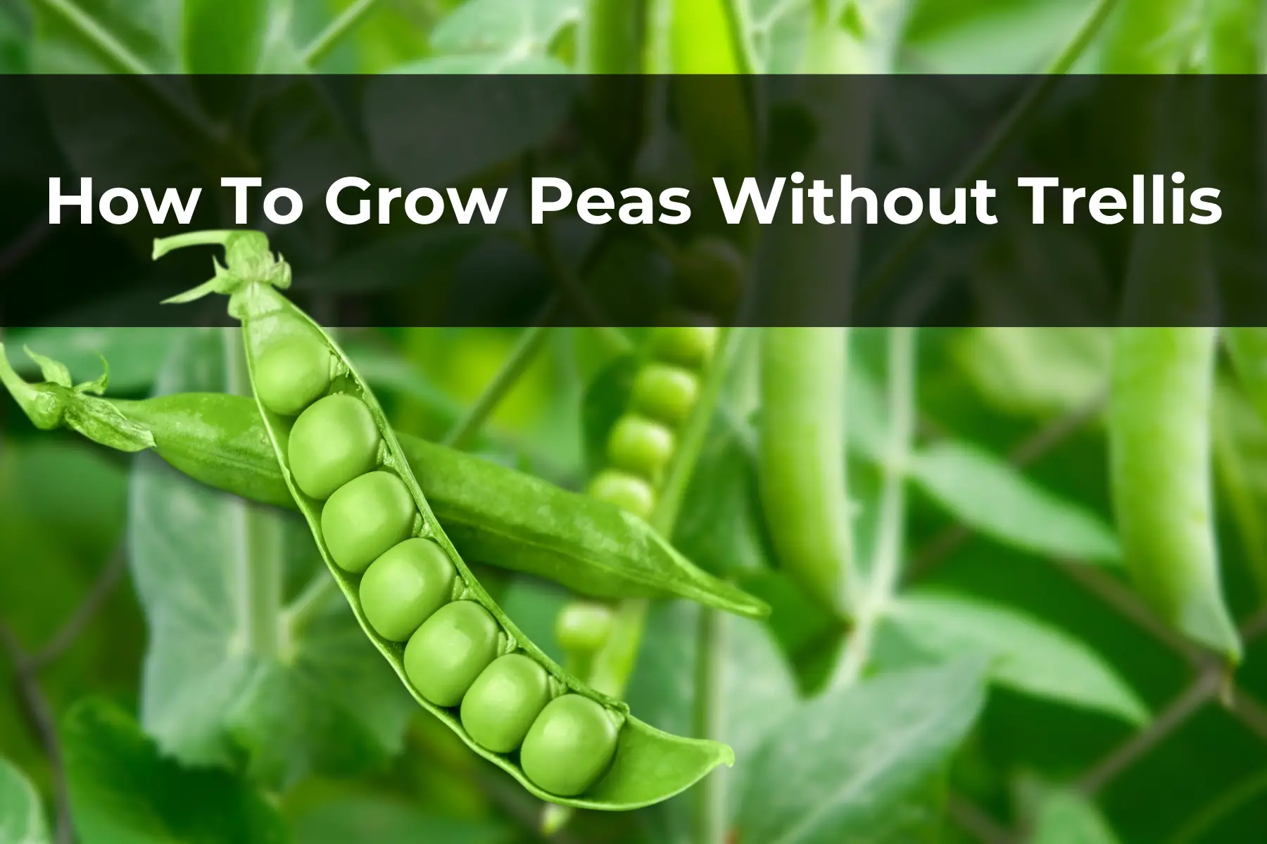 How To Grow Peas Without Trellis