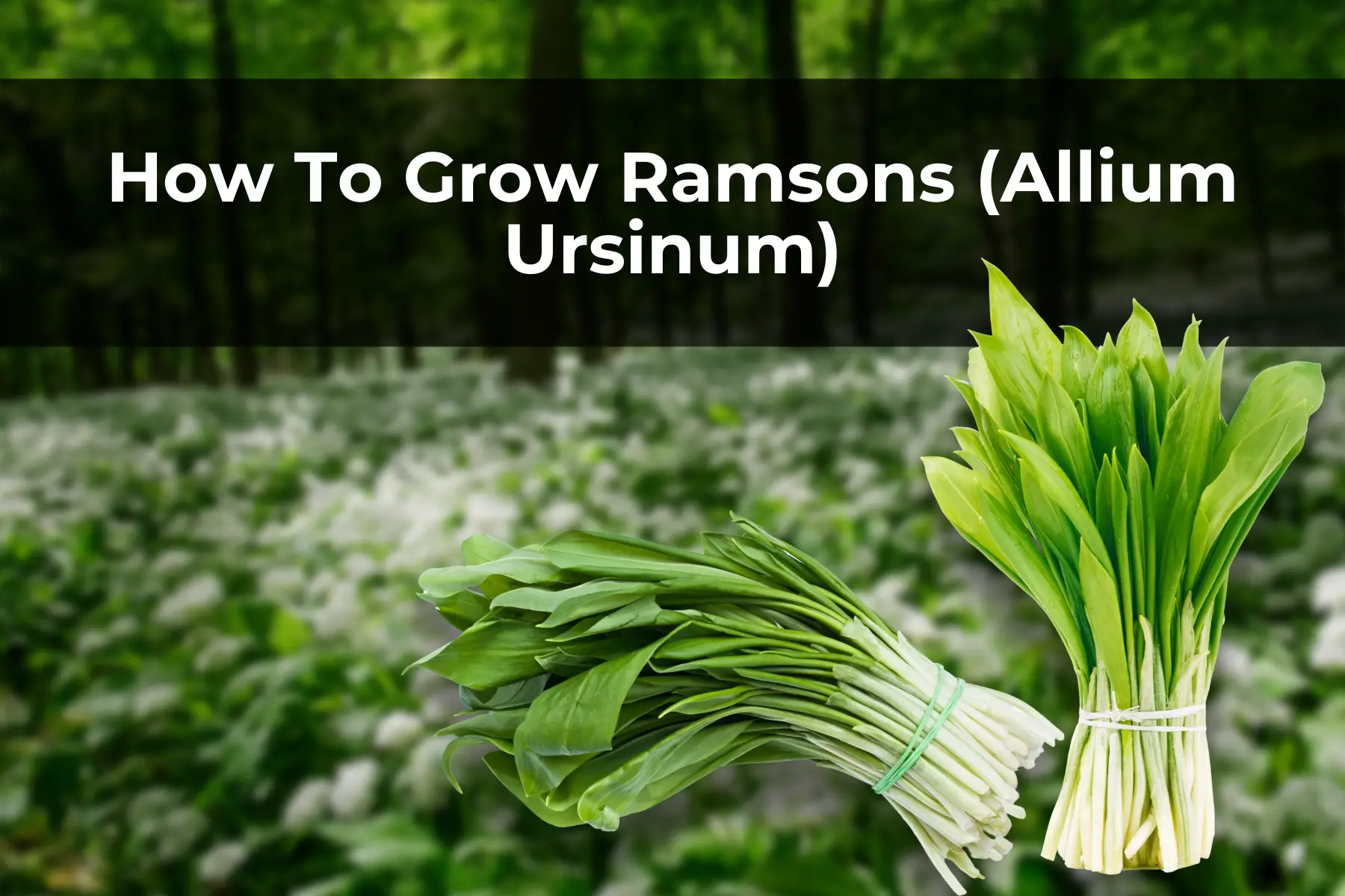 How To Grow Ramsons (Allium Ursinum)