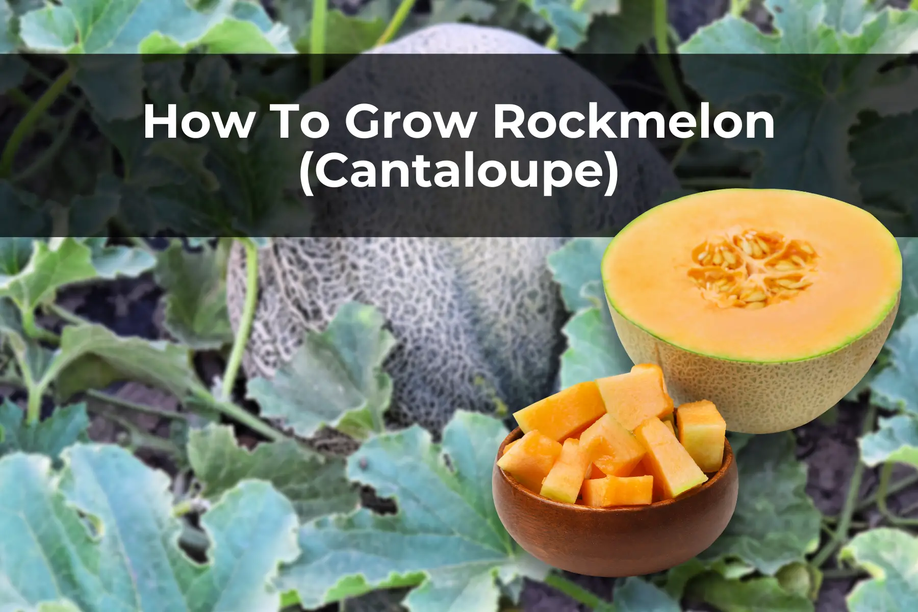 How To Grow Rockmelon (Cantaloupe)