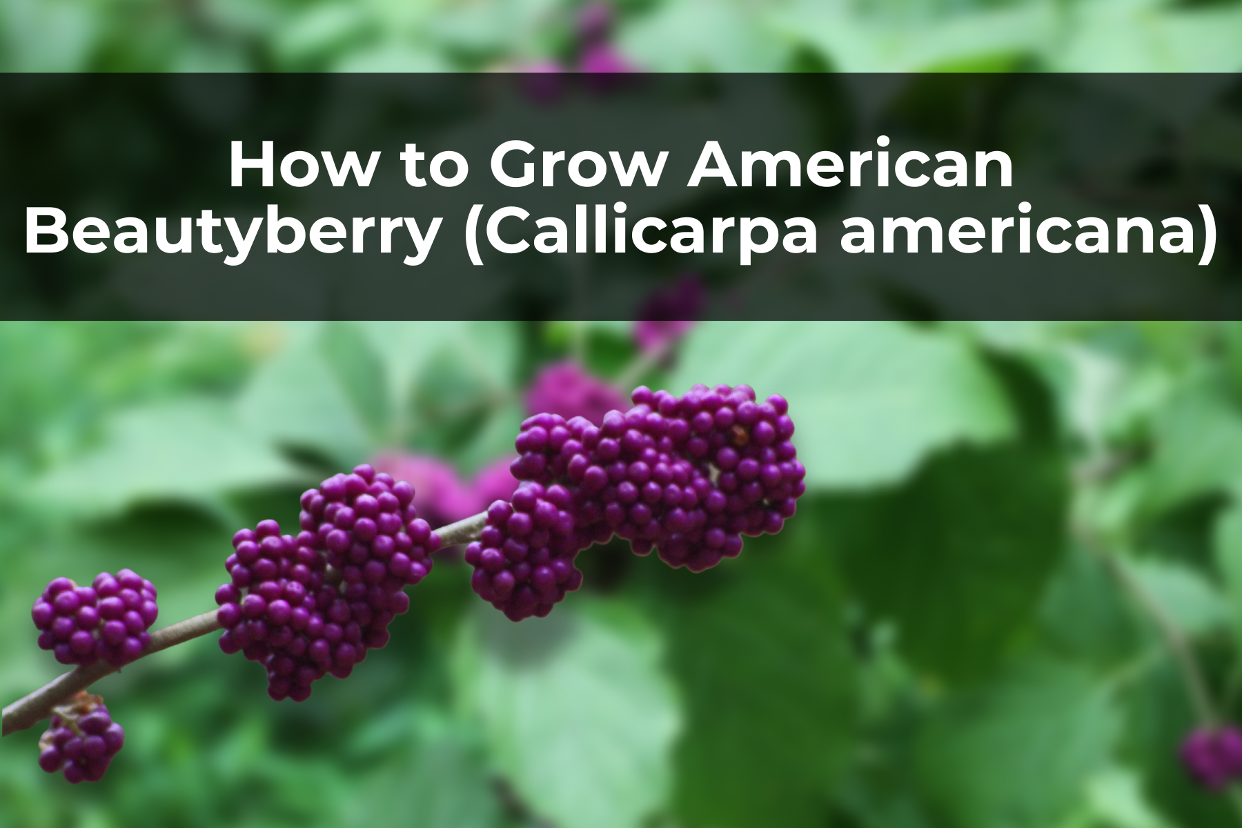 How to Grow American Beautyberry (Callicarpa americana)