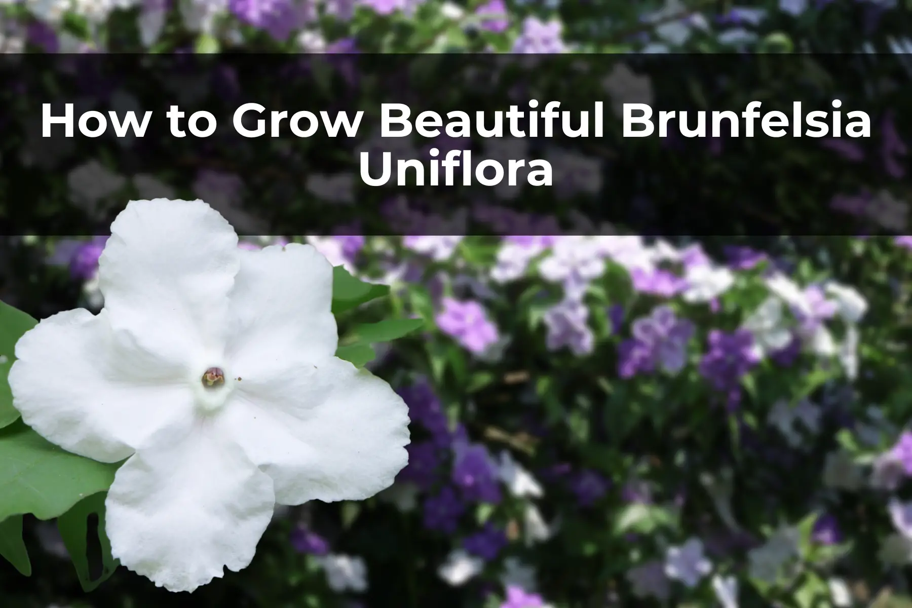 How to Grow Beautiful Brunfelsia Uniflora