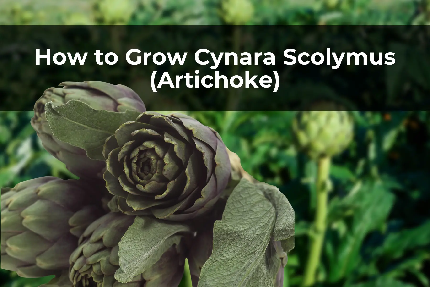 How to Grow Cynara Scolymus (Artichoke)