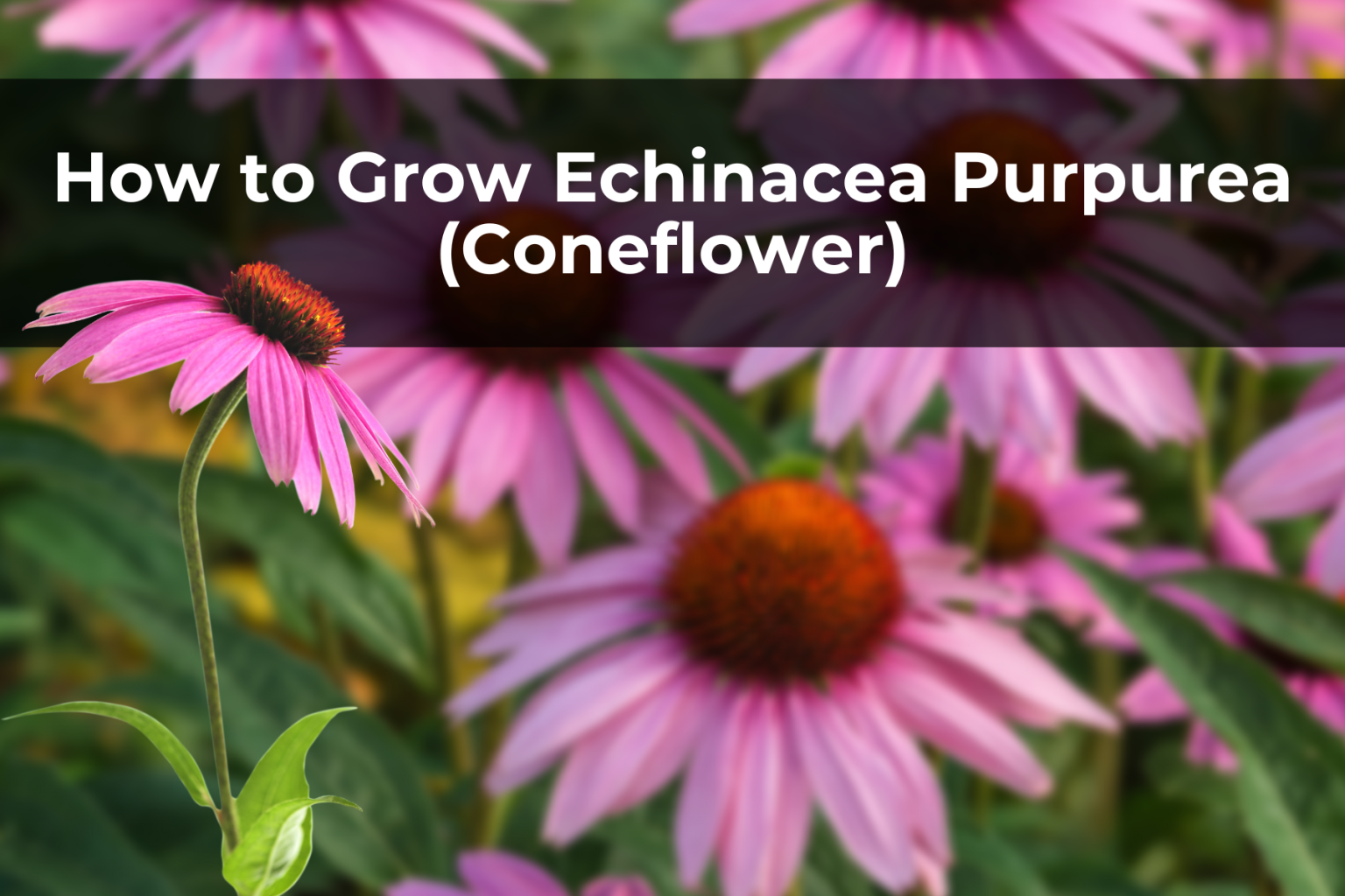 How to Grow Echinacea Purpurea (Coneflower) Real Men Sow