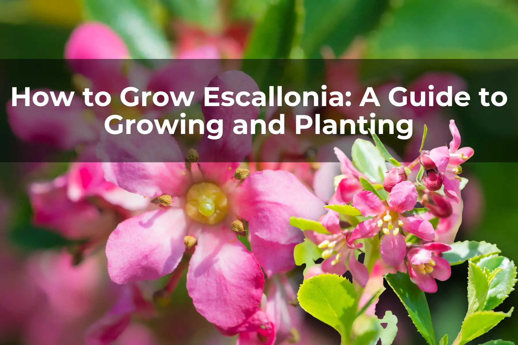 How to Grow Escallonia: A Guide to Growing and Planting