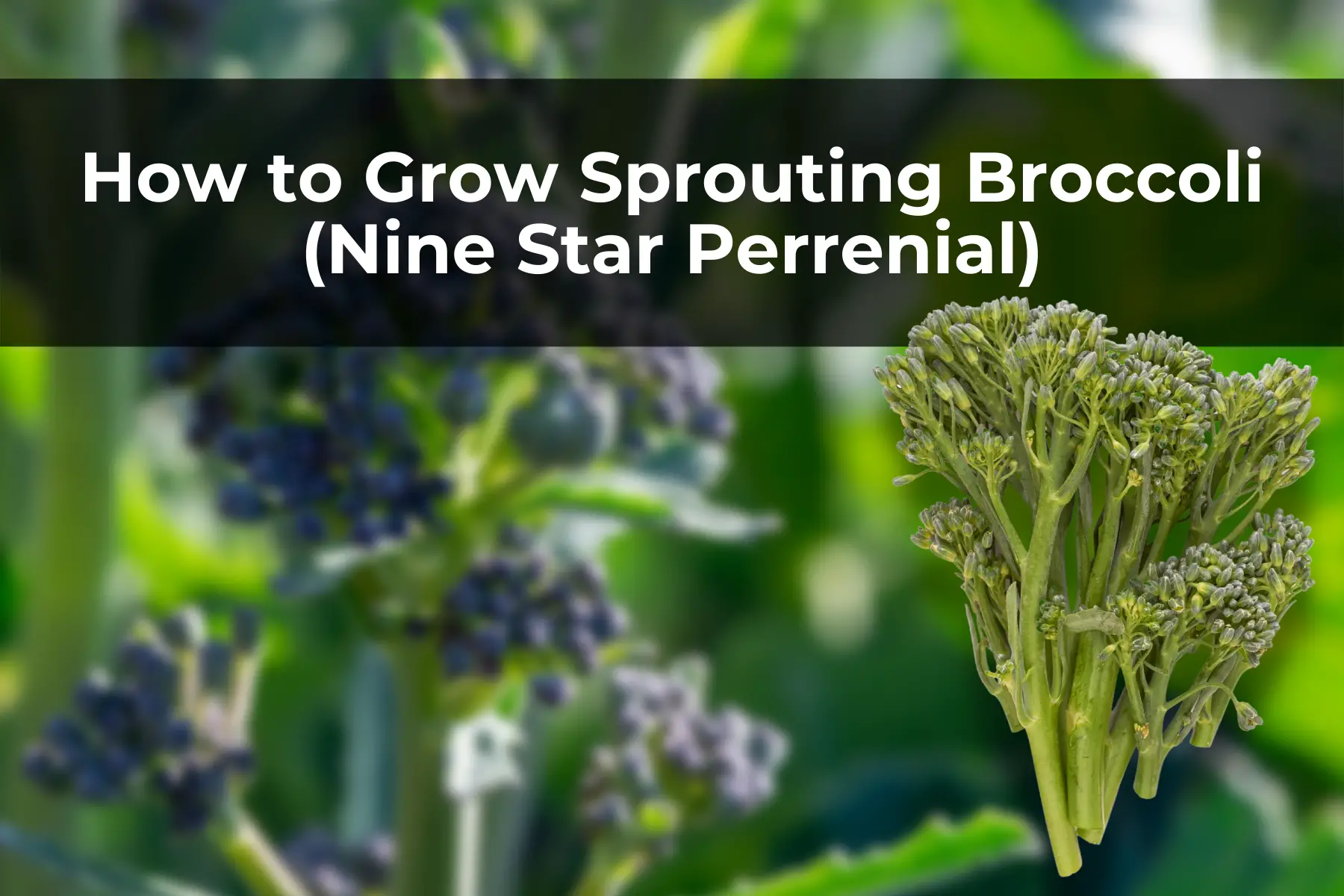 How to Grow Sprouting Broccoli (Nine Star Perrenial)