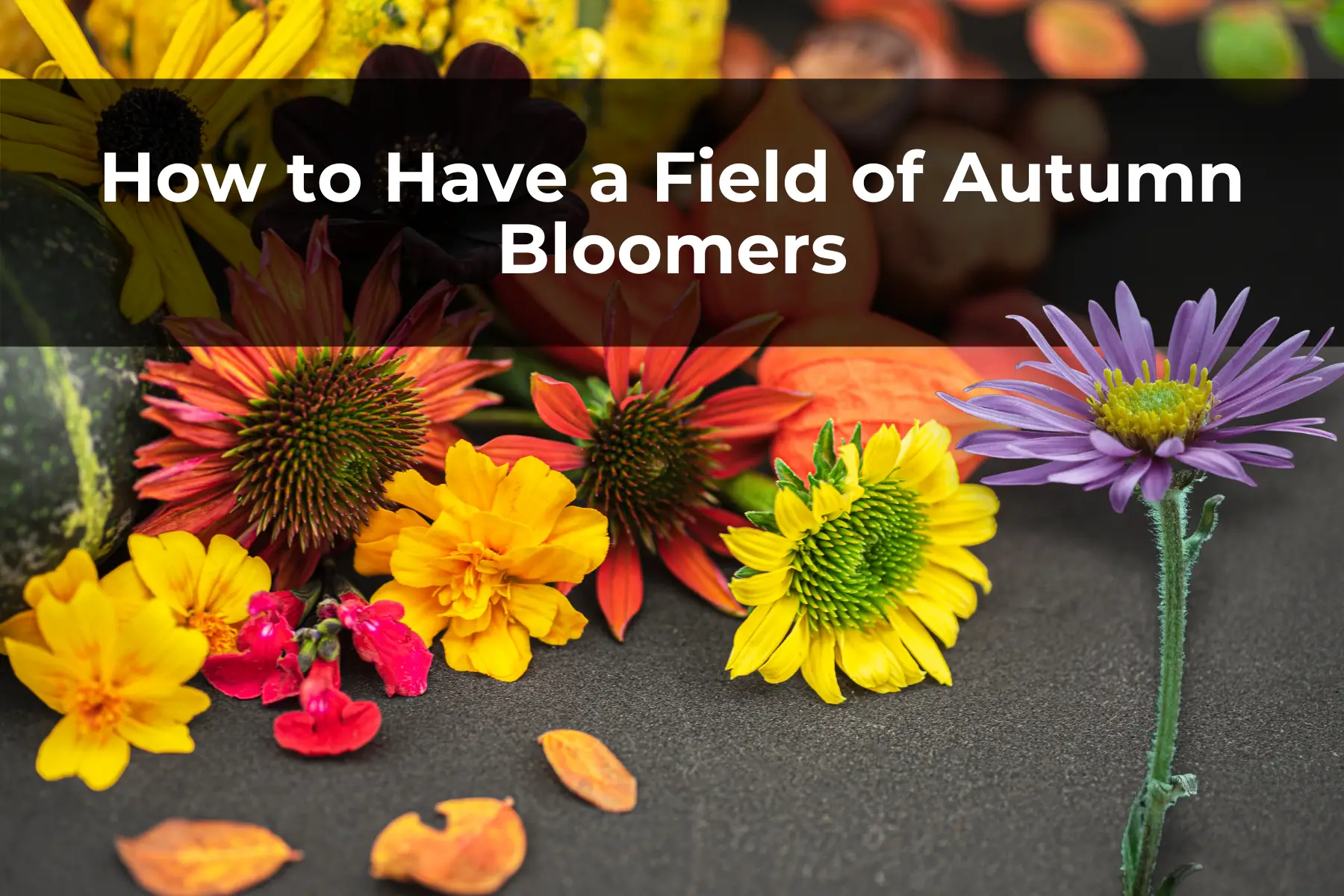 How to Have a Field of Autumn Bloomers