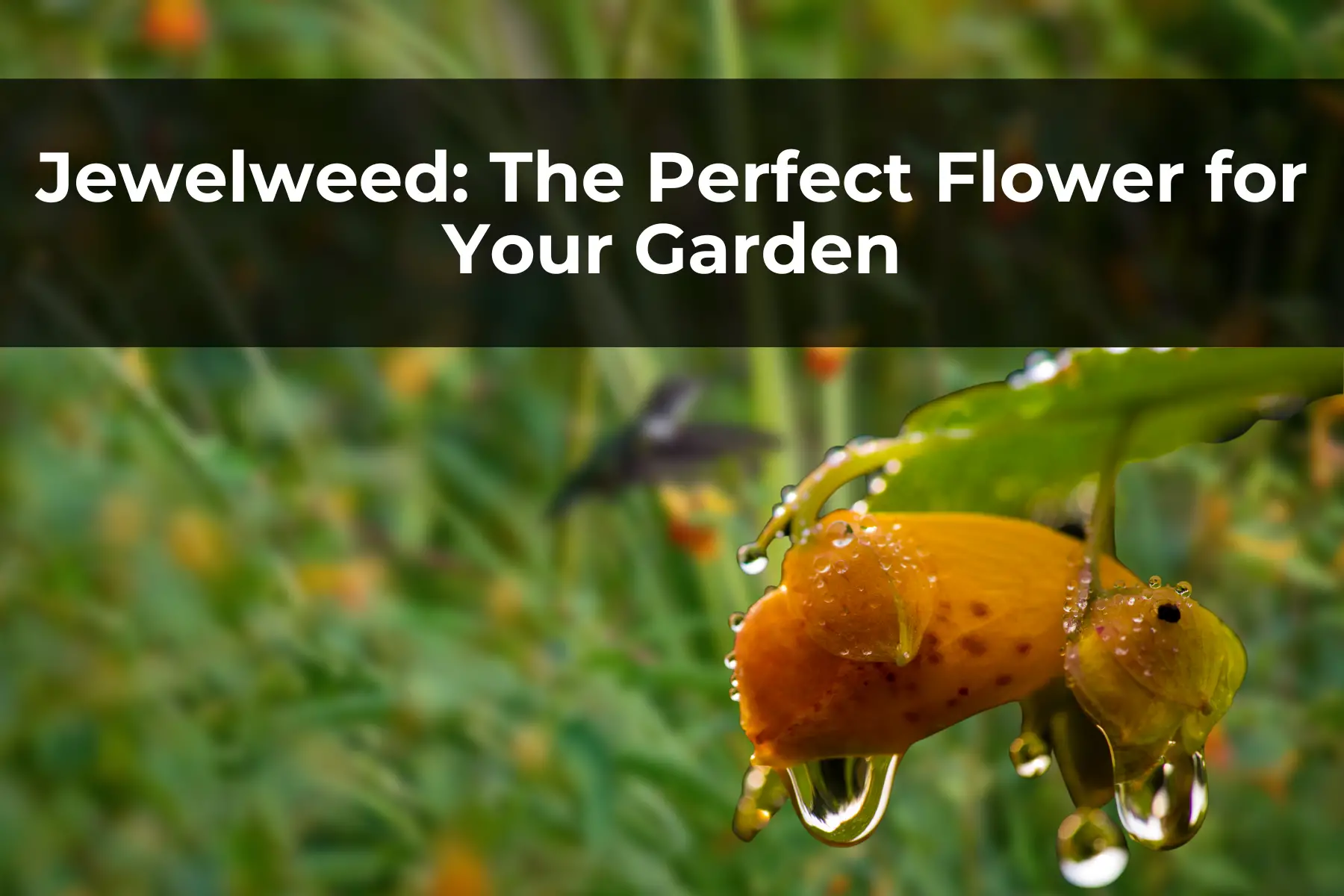 Jewelweed: The Perfect Flower for Your Garden