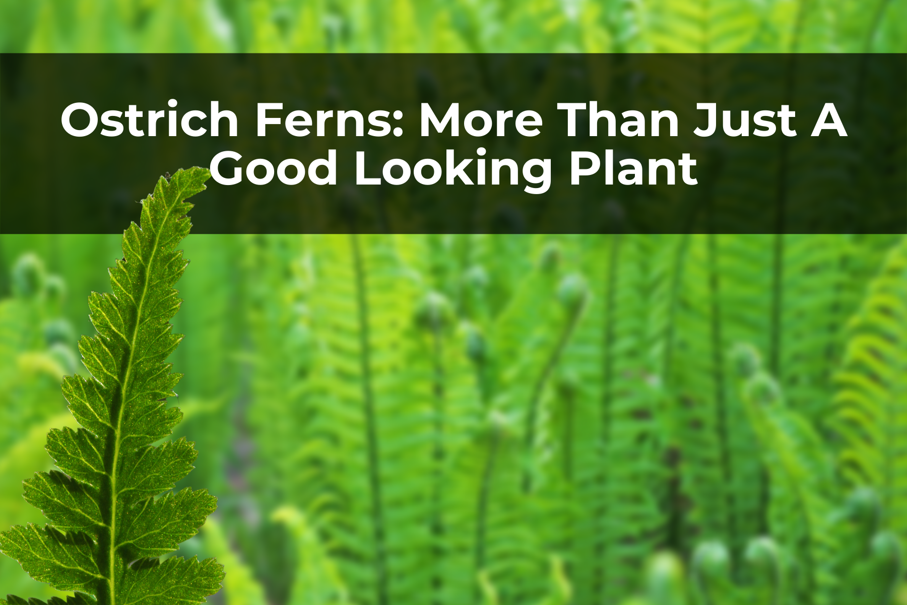 Ostrich Ferns: More Than Just A Good Looking Plant