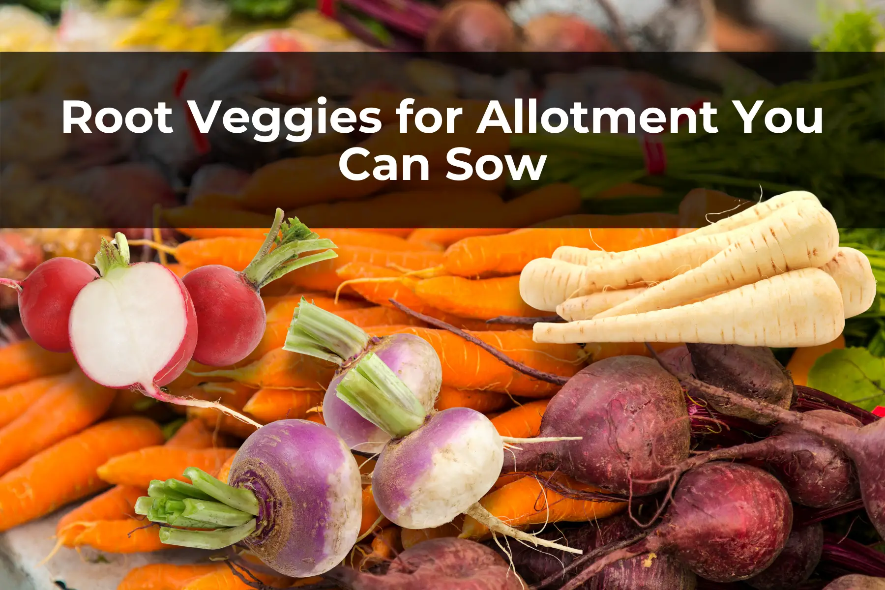 Root Veggies for Allotment You Can Sow
