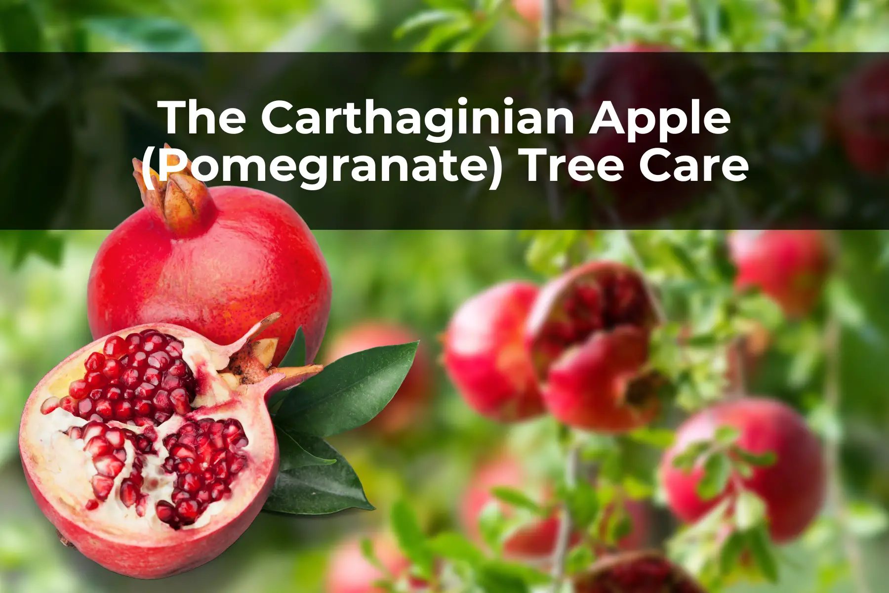 The Carthaginian Apple (Pomegranate) Tree Care
