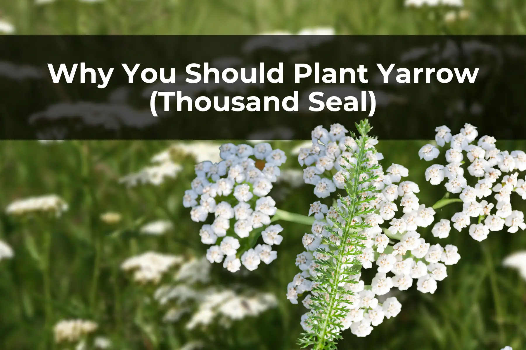 Why You Should Plant Yarrow (Thousand Seal)