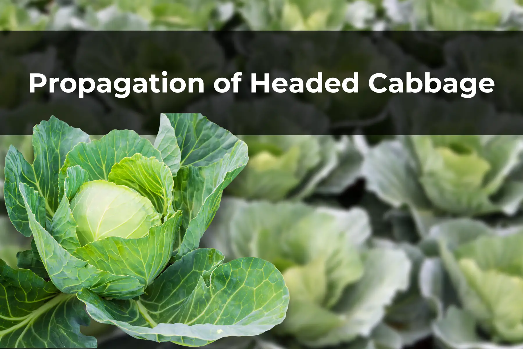 Propagation of Headed Cabbage