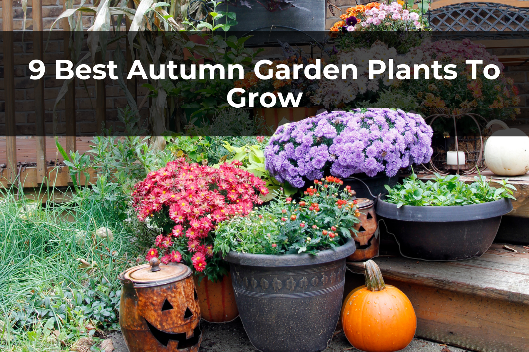 9 Best Autumn Garden Plants To Grow