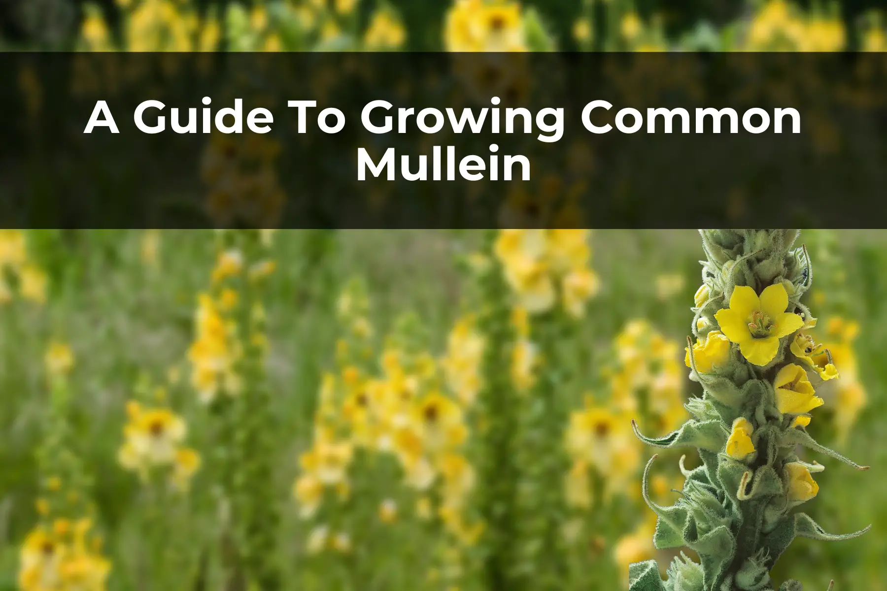 A Guide To Growing Common Mullein