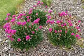 Armeria Maritima Growing And Caring Guide