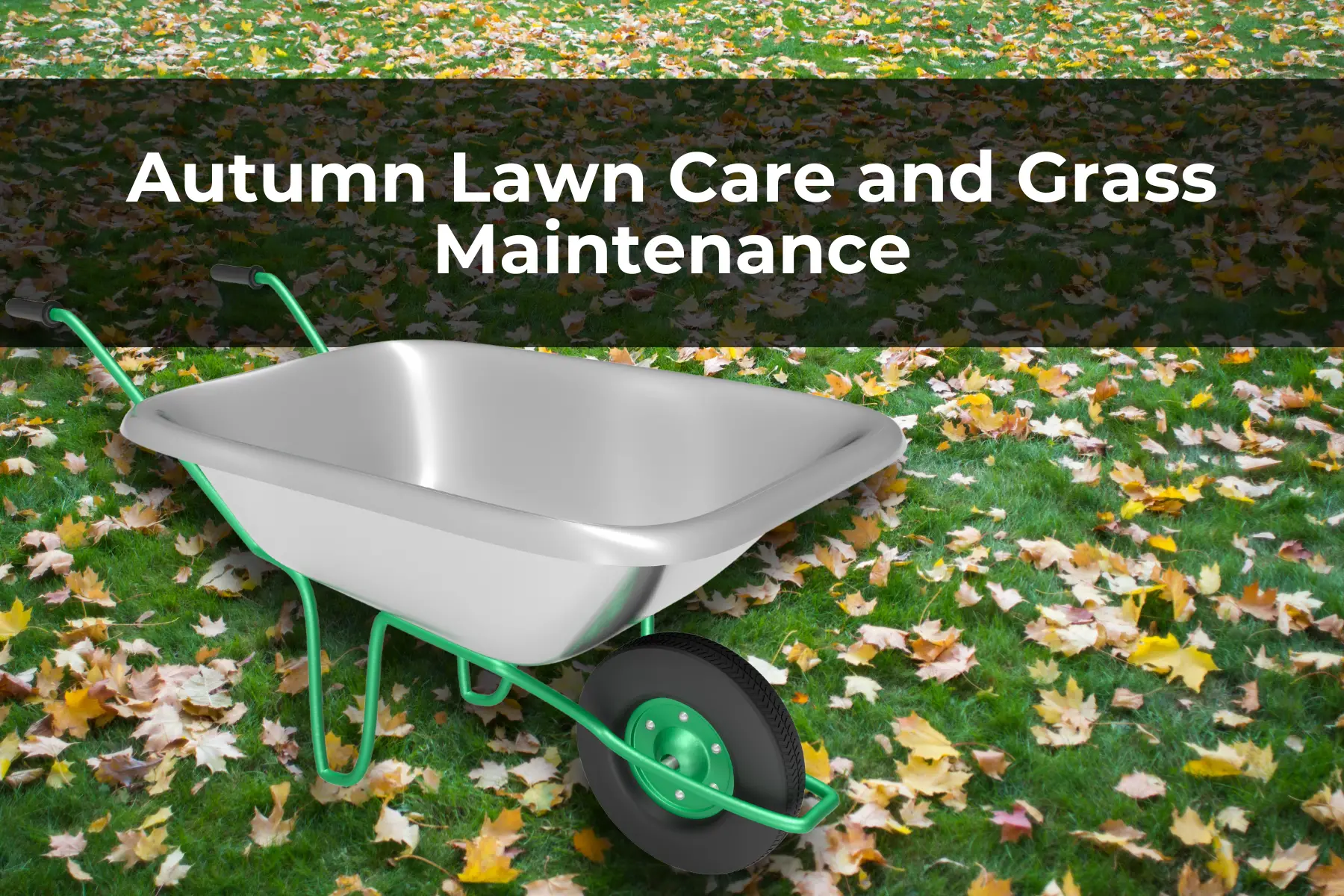 Autumn Lawn Care and Grass Maintenance