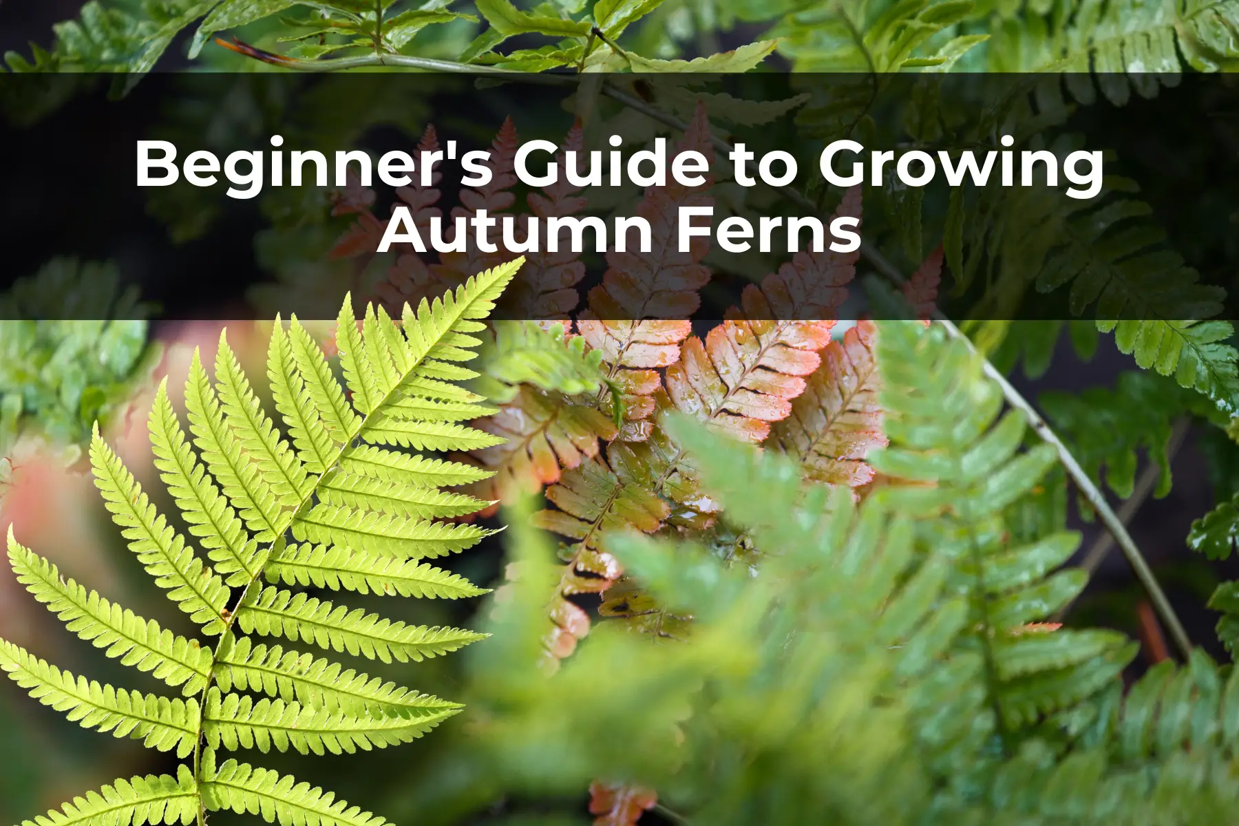 Beginner's Guide to Growing Autumn Ferns