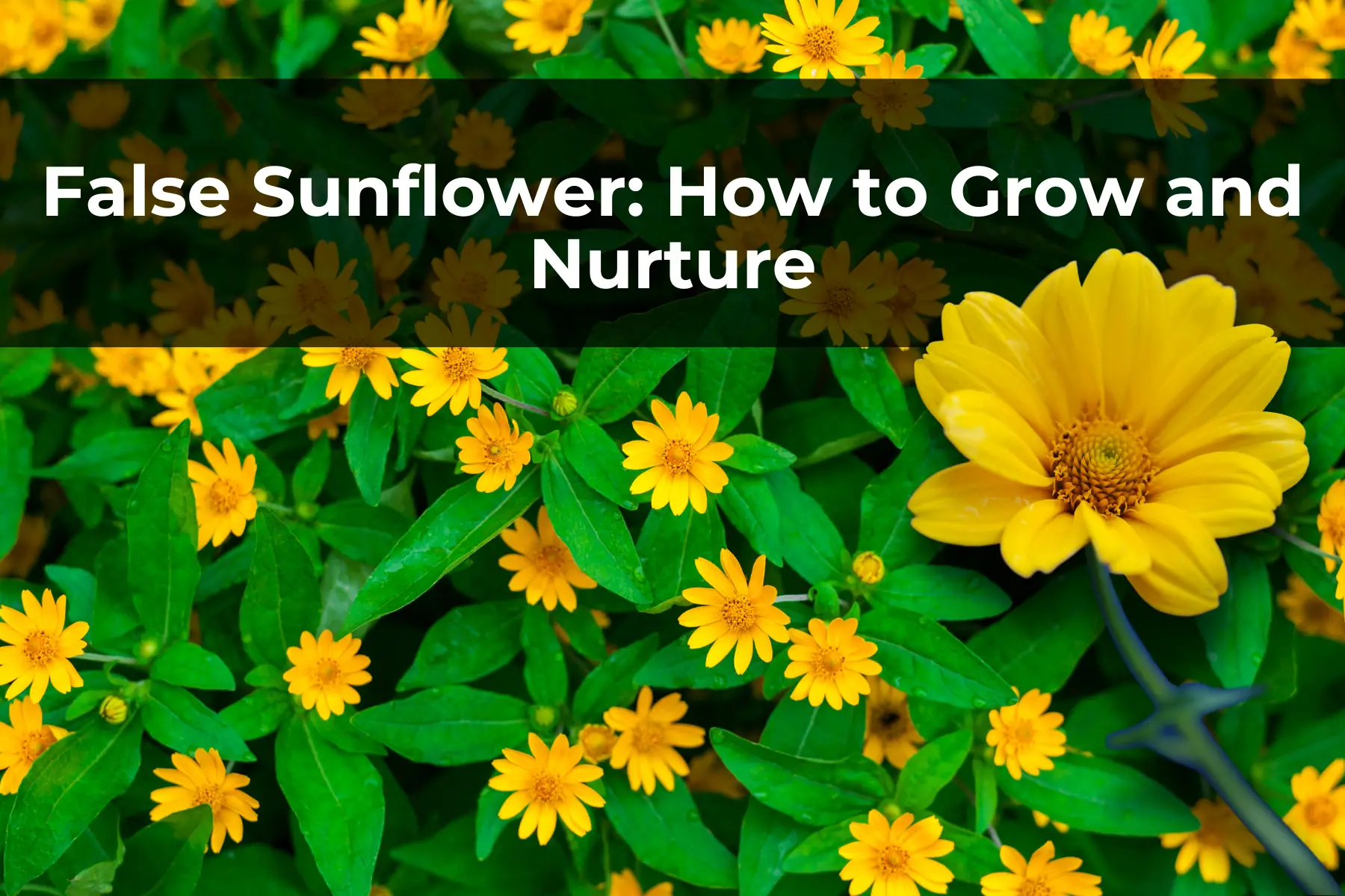 False Sunflower: How to Grow and Nurture