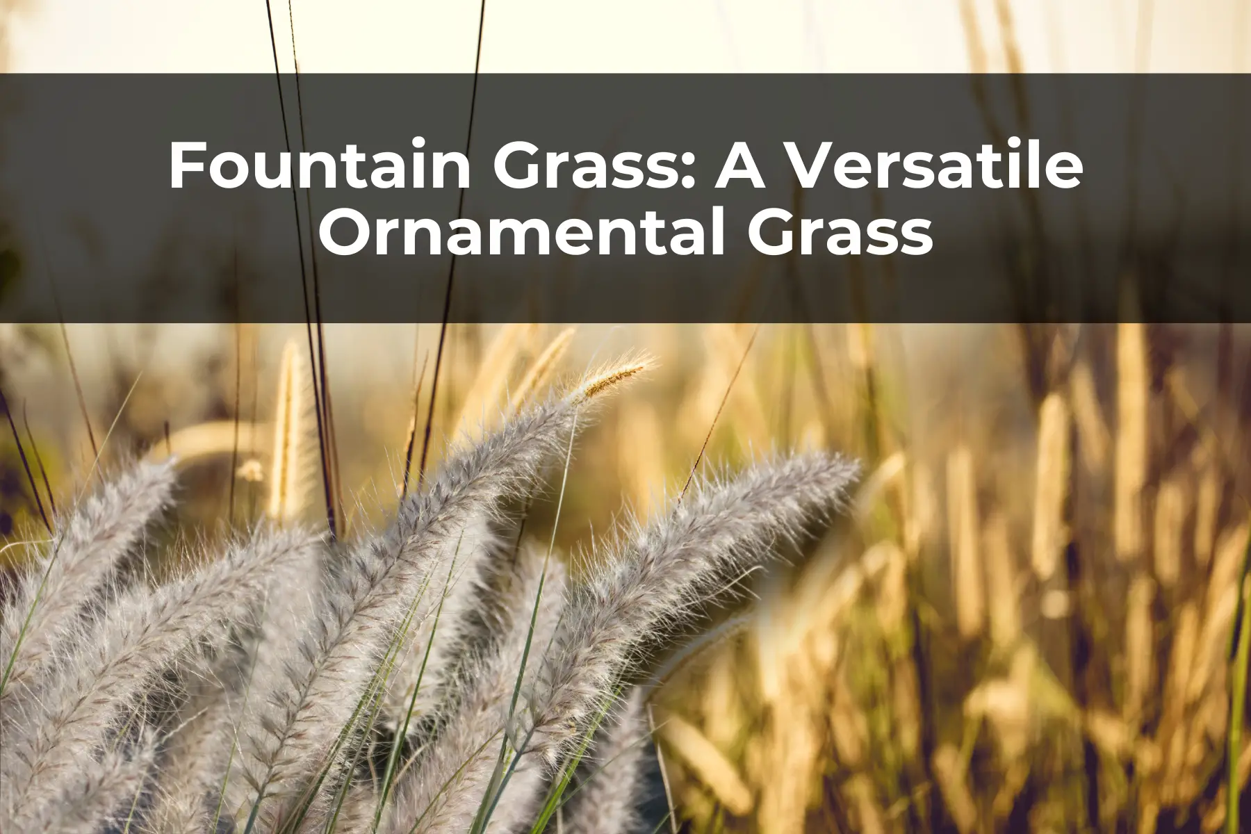Fountain Grass: A Versatile Ornamental Grass
