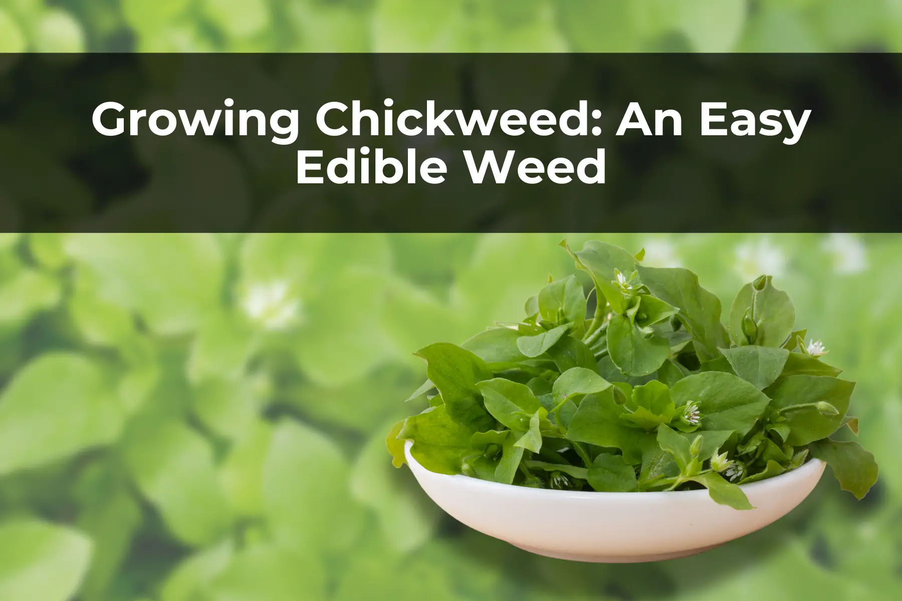 Growing Chickweed: An Easy Edible Weed