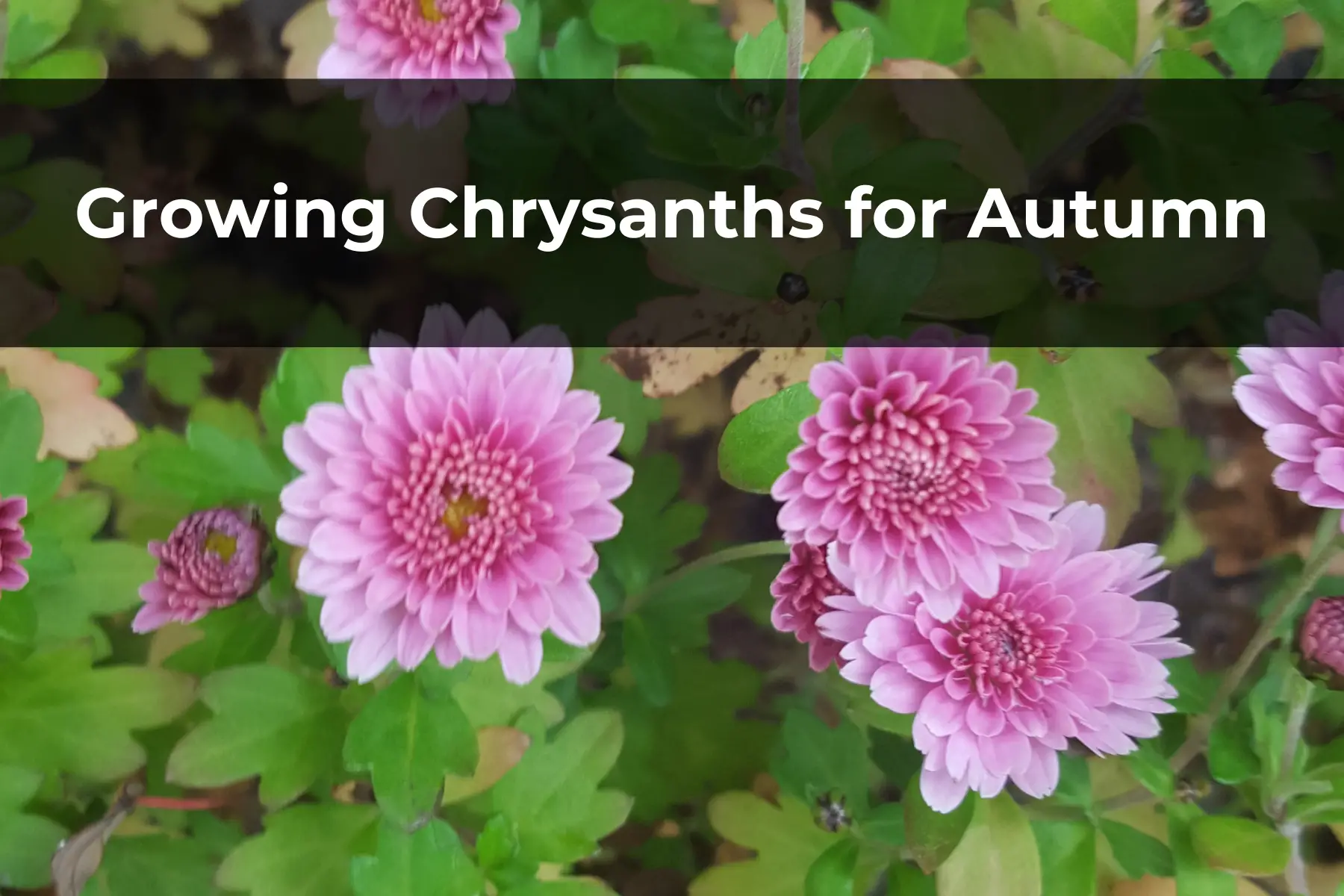 Growing Chrysanths for Autumn