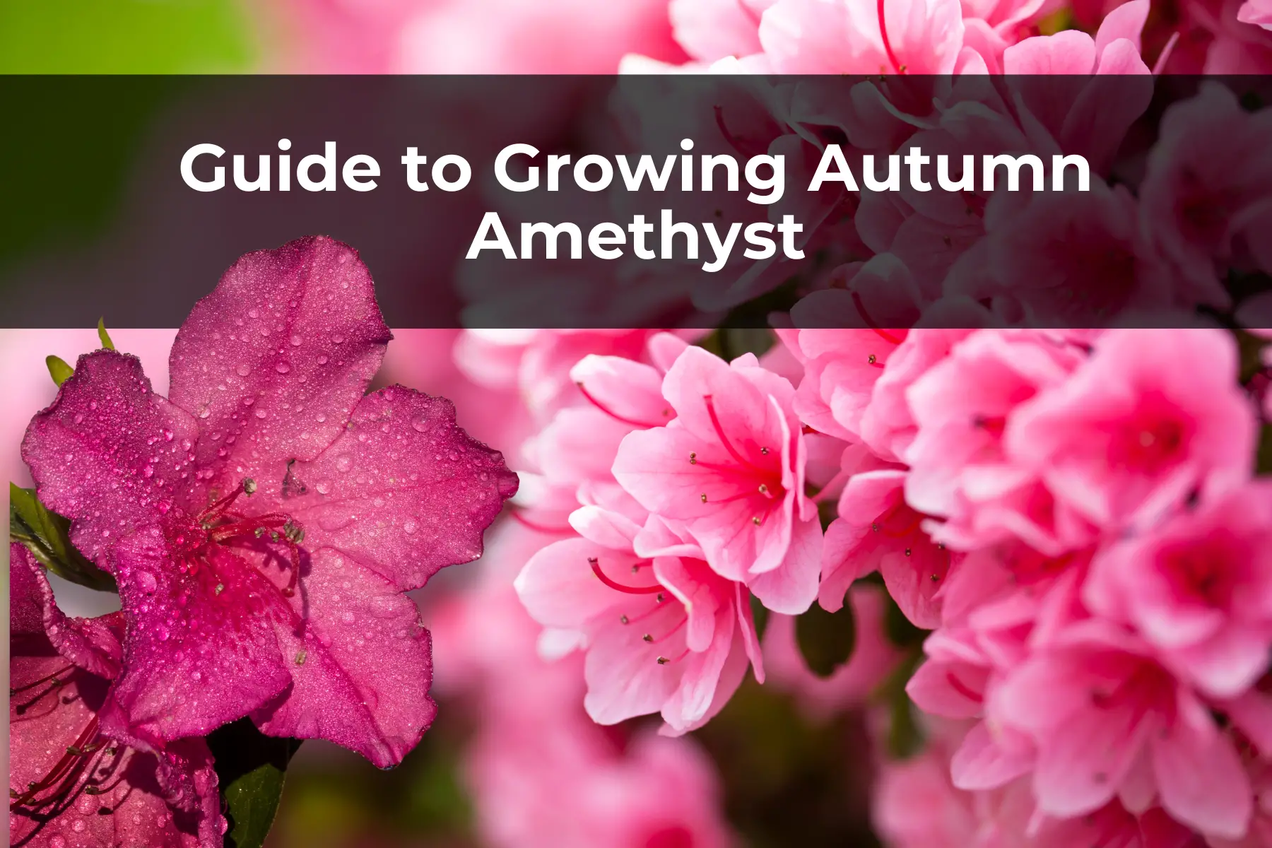 Guide to Growing Autumn Amethyst