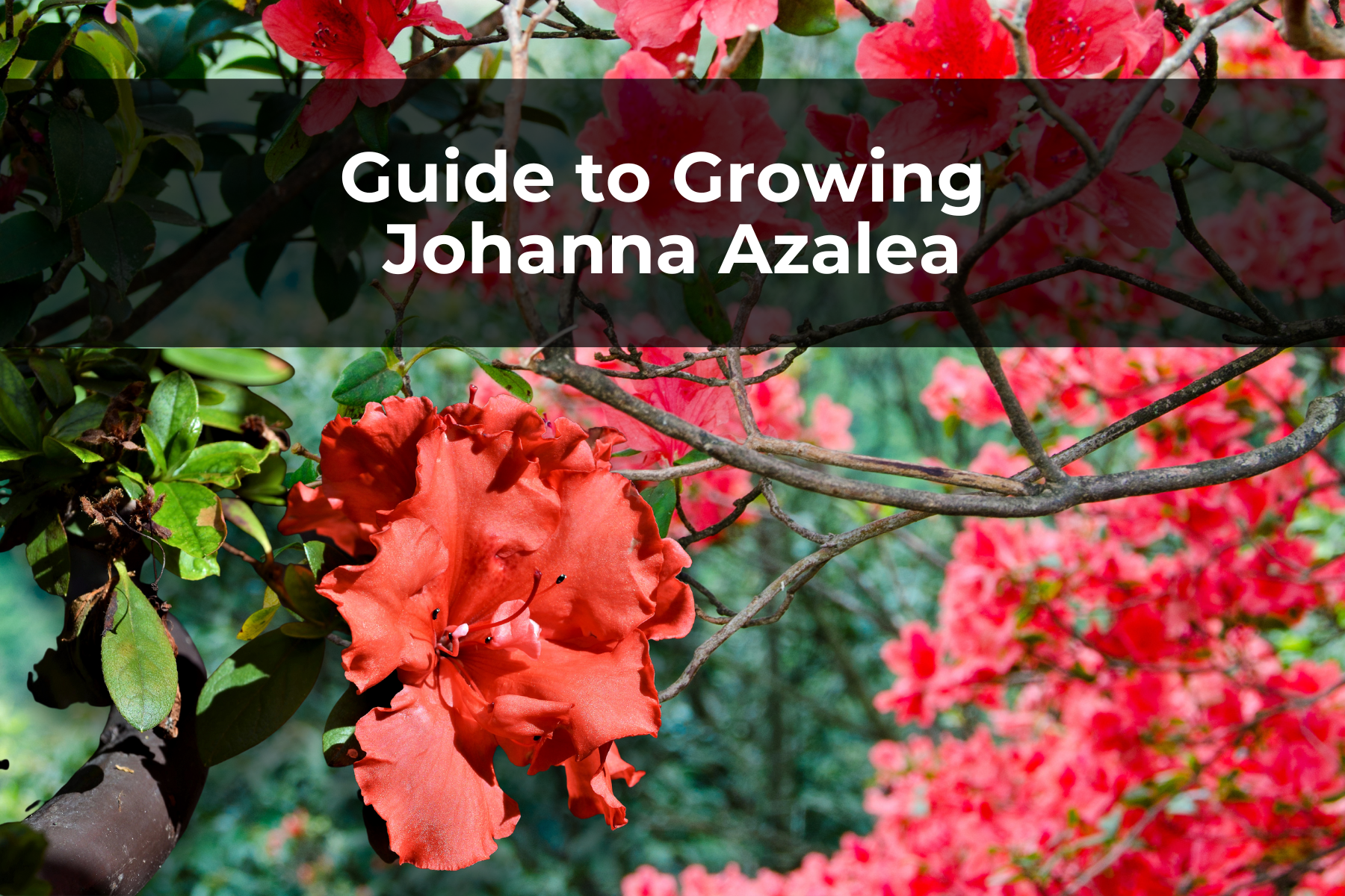 Guide to Growing Johanna Azalea