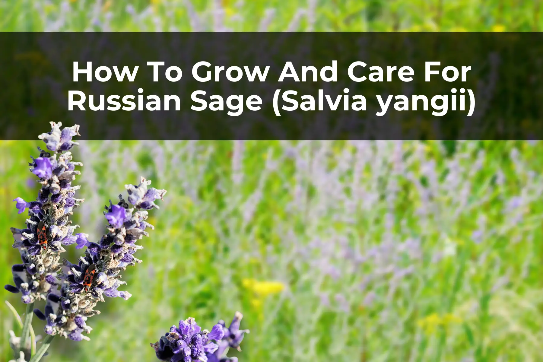 How To Grow And Care For Russian Sage (Salvia yangii)
