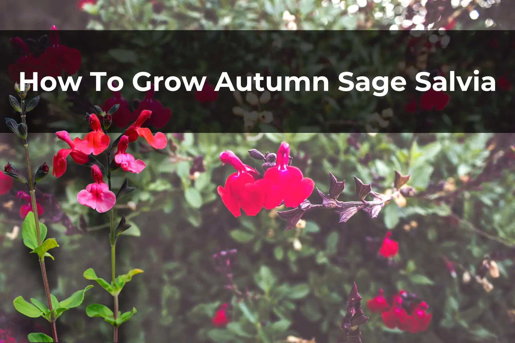 How To Grow Autumn Sage Salvia