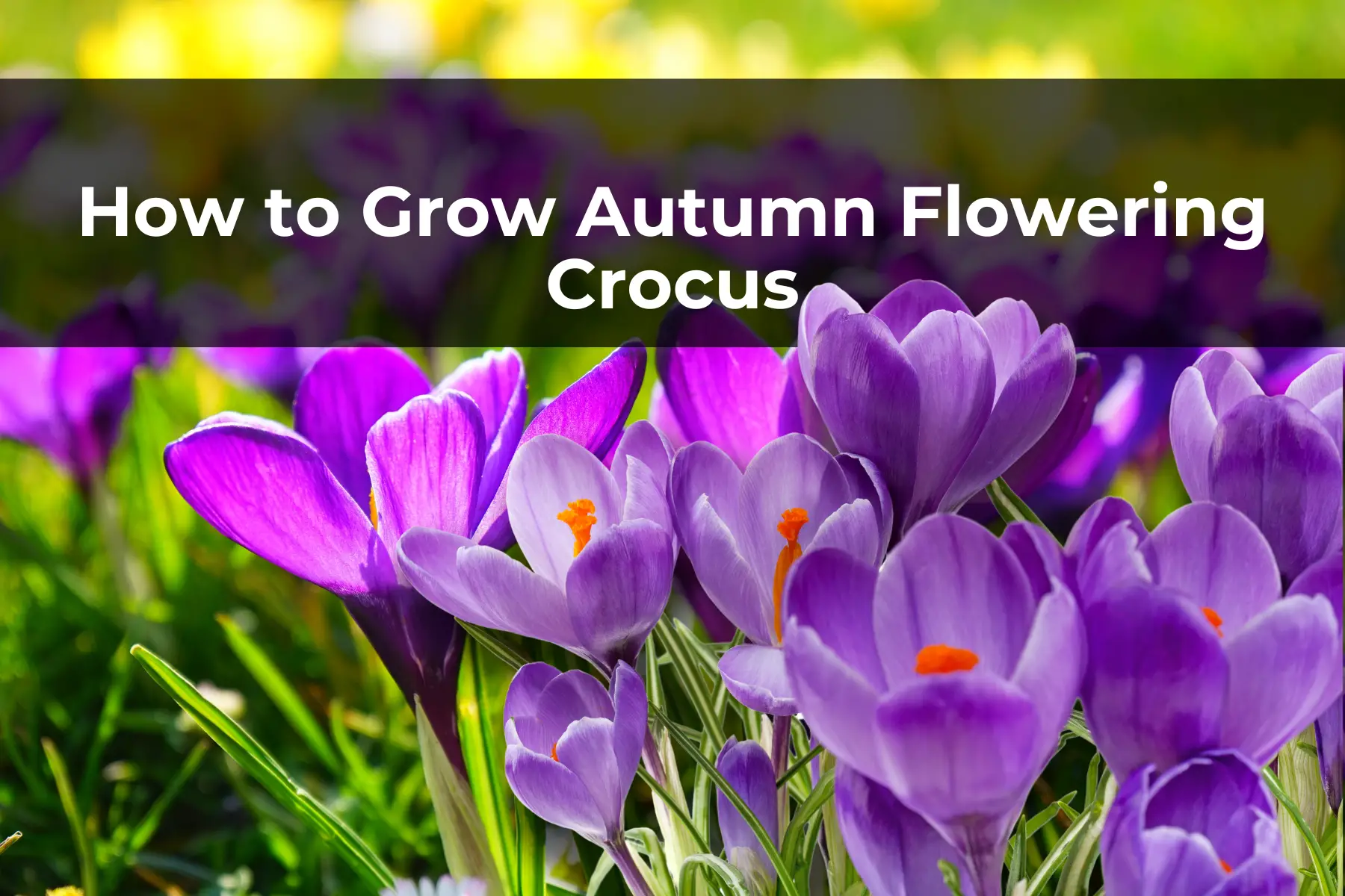 How to Grow Autumn Flowering Crocus