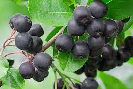 How To Grow Black Chokeberry (aronia Melanocarpa)
