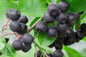 How To Grow Black Chokeberry (aronia Melanocarpa)