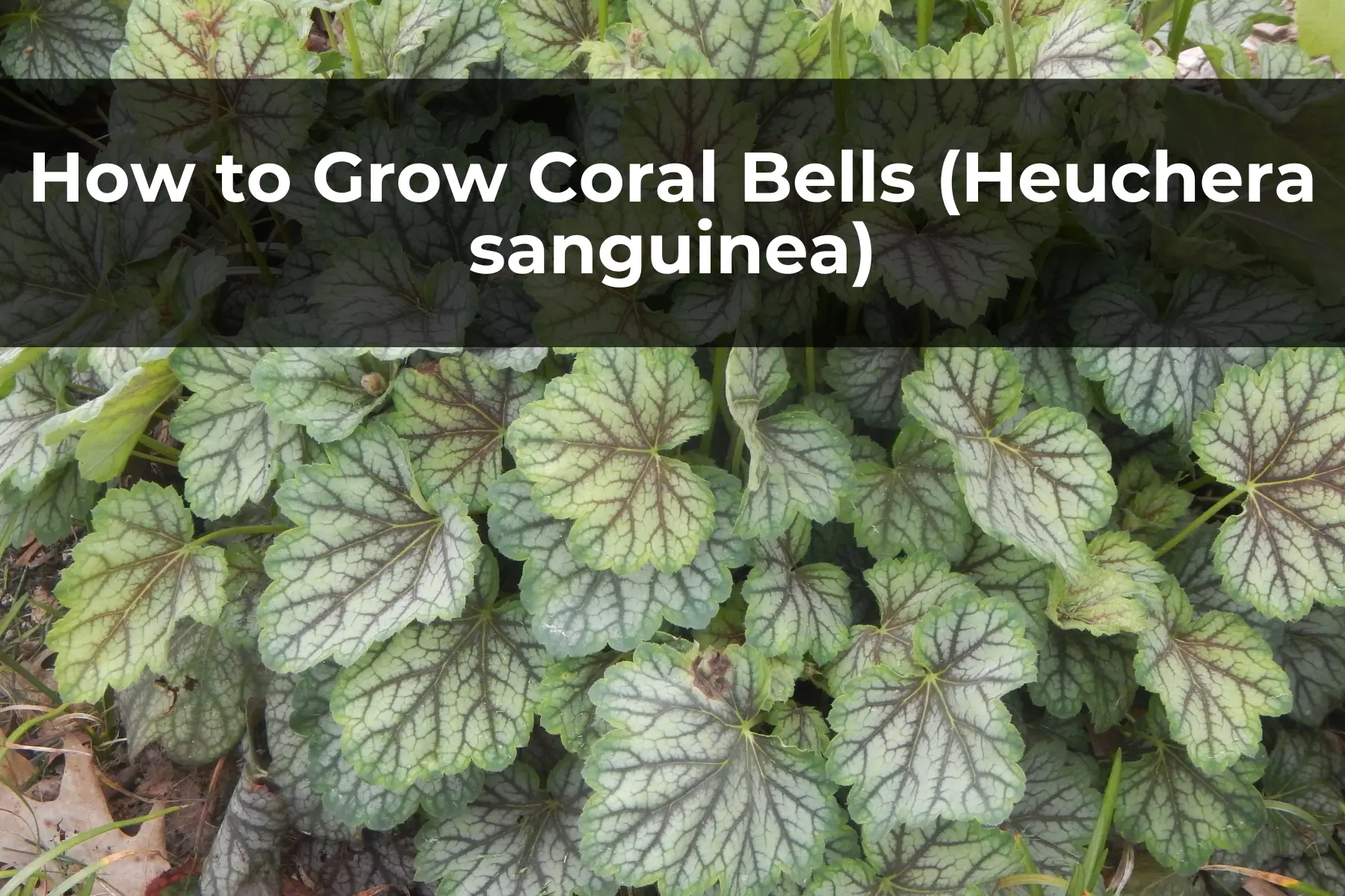How to Grow Coral Bells (Heuchera sanguinea)