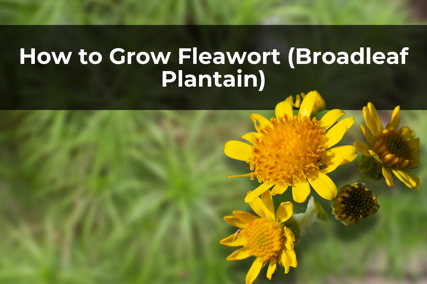 Fleawort