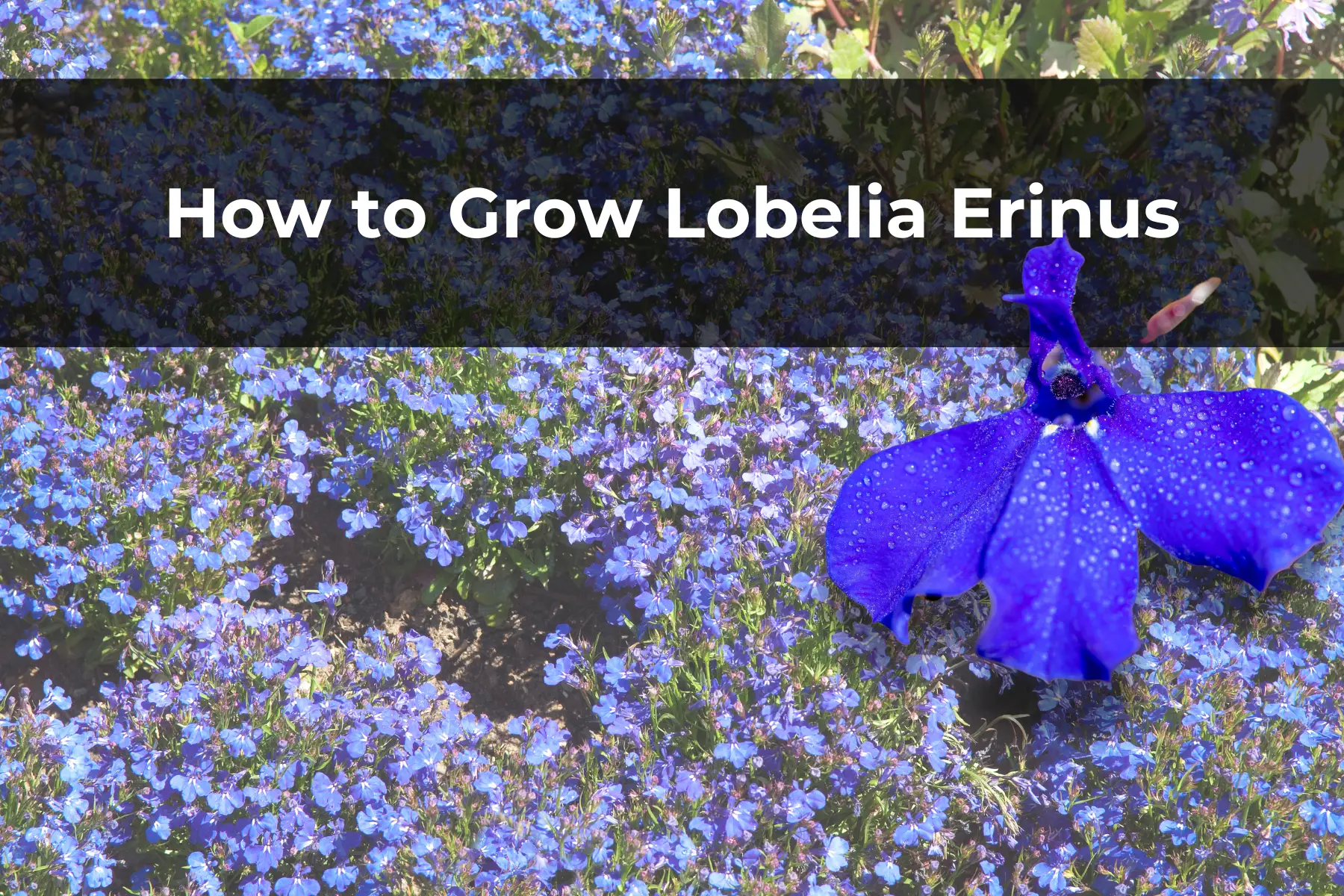 How to Grow Lobelia Erinus