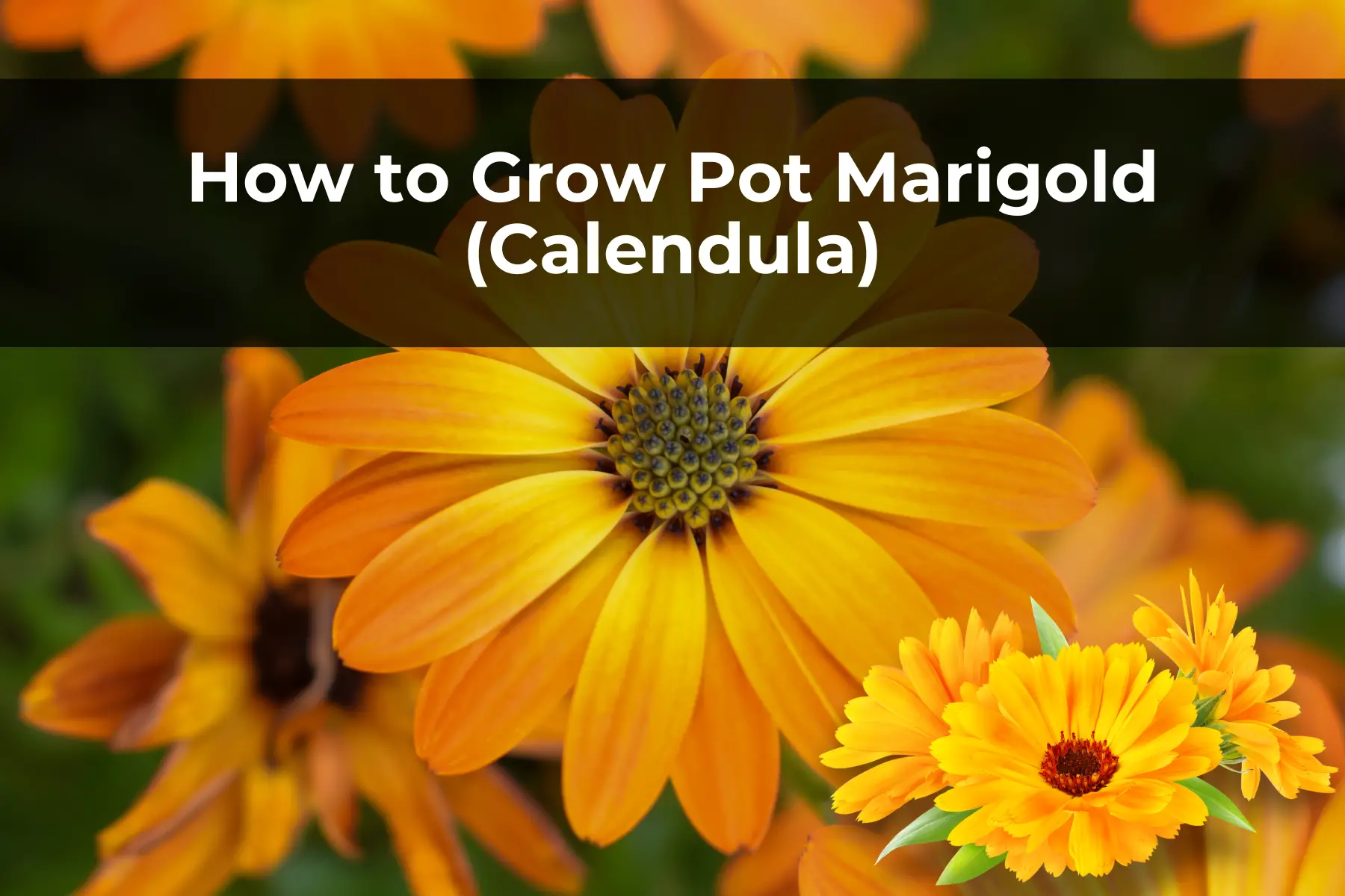 How to Grow Pot Marigold (Calendula)