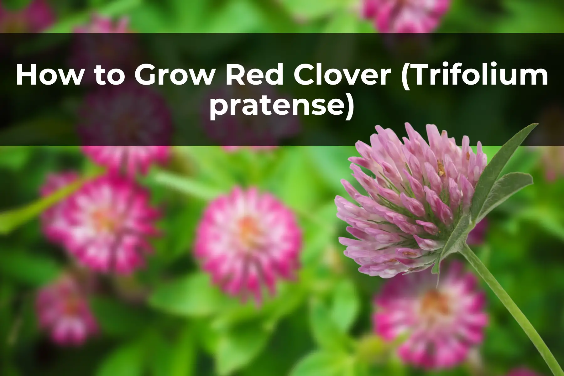 How to Grow Red Clover (Trifolium pratense)