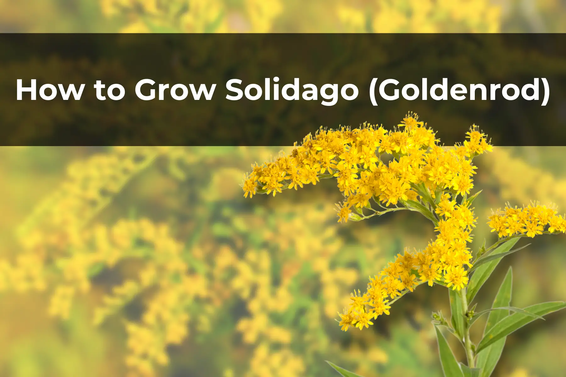 How to Grow Solidago (Goldenrod)