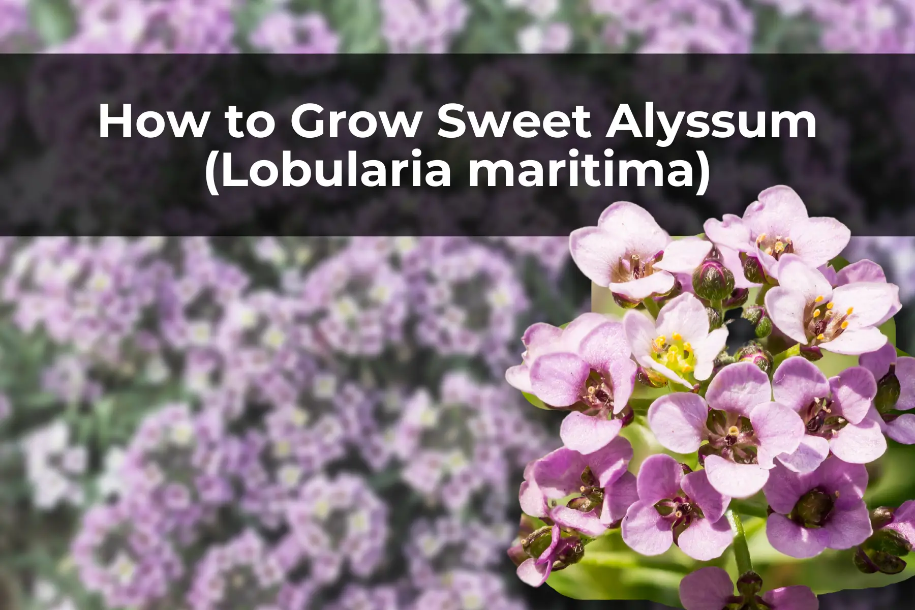 How to Grow Sweet Alyssum (Lobularia maritima)