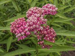 How To Plant Swamp Milkweed (asclepias Incarnata)