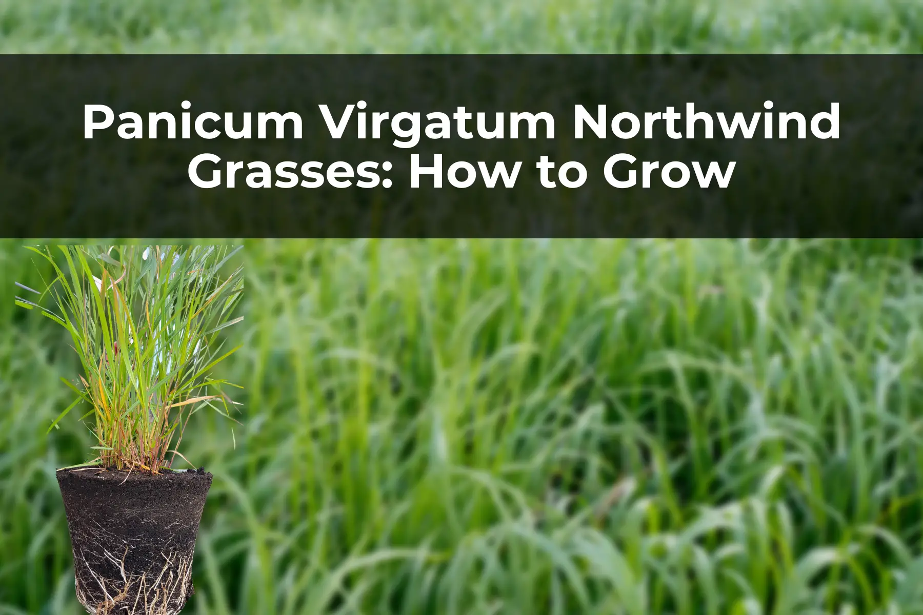 Panicum Virgatum Northwind Grasses: How to Grow