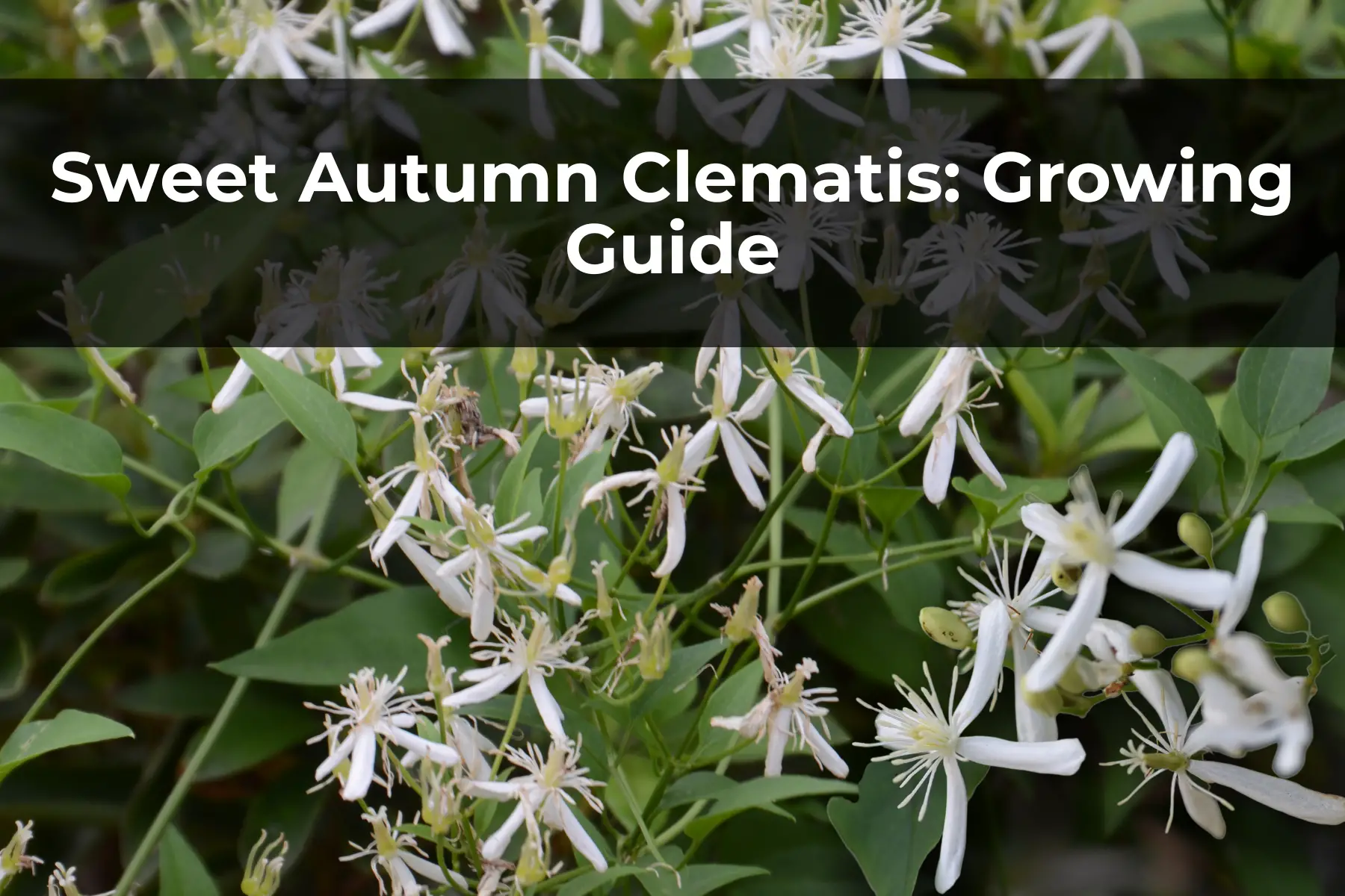 Sweet Autumn Clematis: Growing Guide