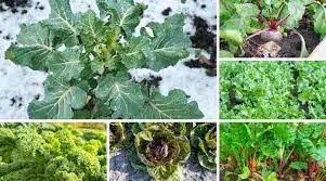 Vegetables To Grow In Winter 14 Amazing Crops