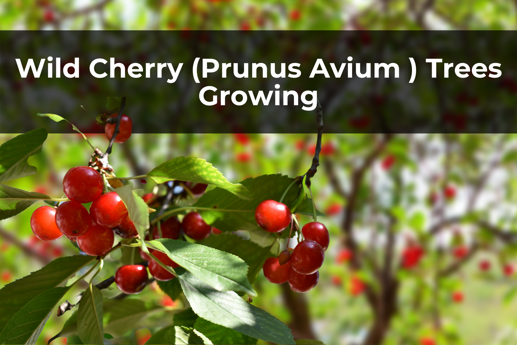 Wild Cherry (Prunus Avium ) Trees Growing