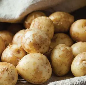 The Best First Early Potatoes – Real Men Sow