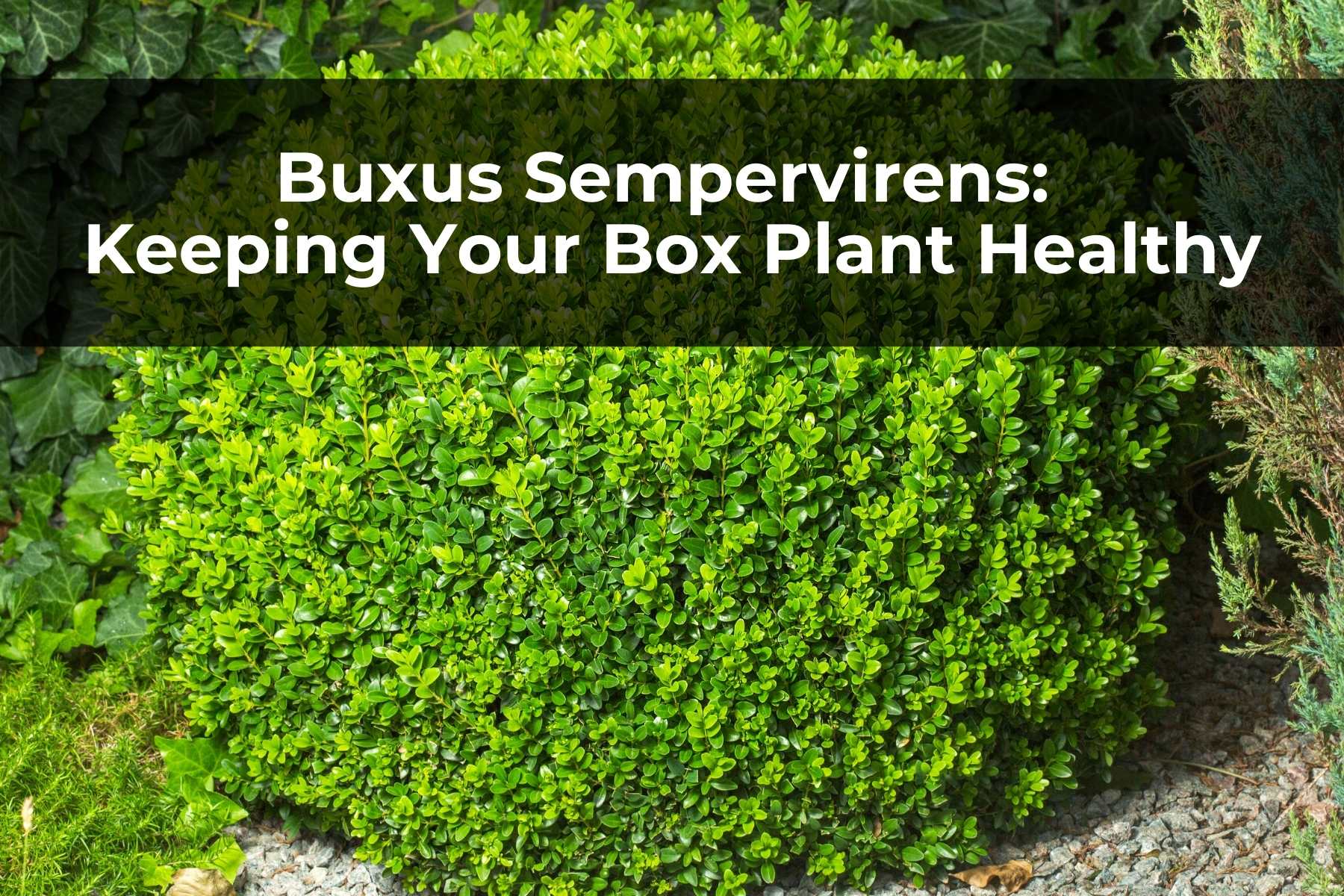 Keeping your box plant healthy