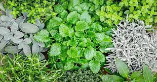 Cool Season Herbs To Grow And Care